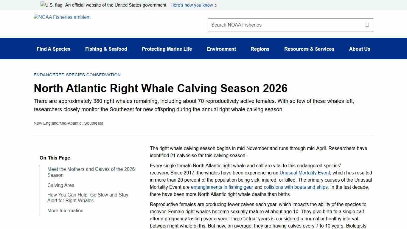 North Atlantic Right Whale Calving Season 2026 NOAA Fisheries